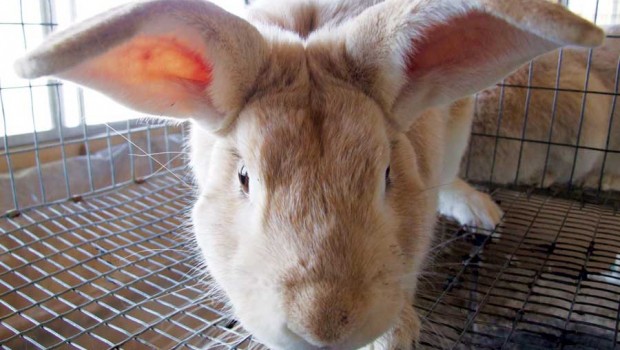 Rabbit A Great Meat Animal For Small Homesteads | Eco Snippets
