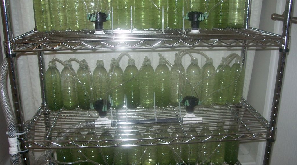 Creating An Algae Bioreactor From Recycled Water Bottles Eco Snippets