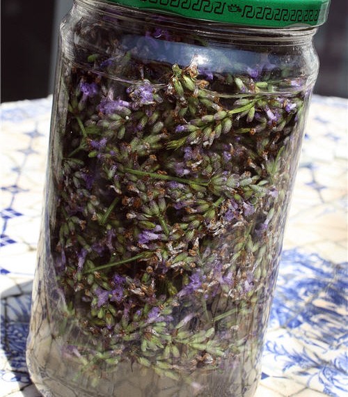 How To Make Lavender Essential Oil Eco Snippets