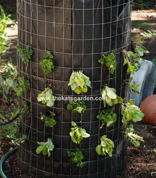 Growing Vertical Lettuce Eco Snippets