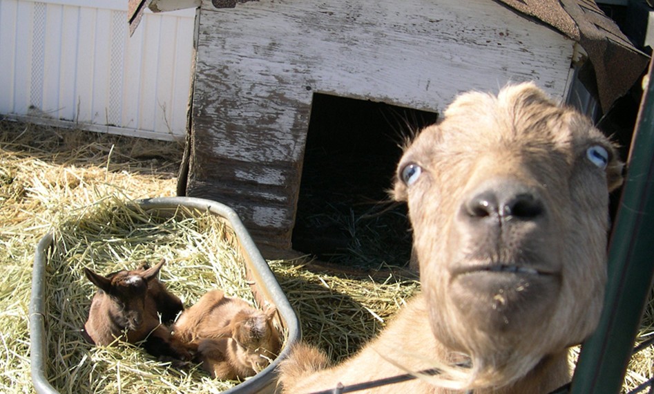 A Goat Will Keep You Alive Eco Snippets