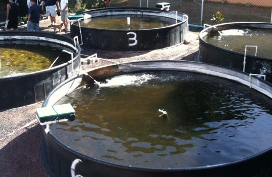 , Fish Farm Systems, Aquaculture, Fish Farming Equipment, Aquaponics 