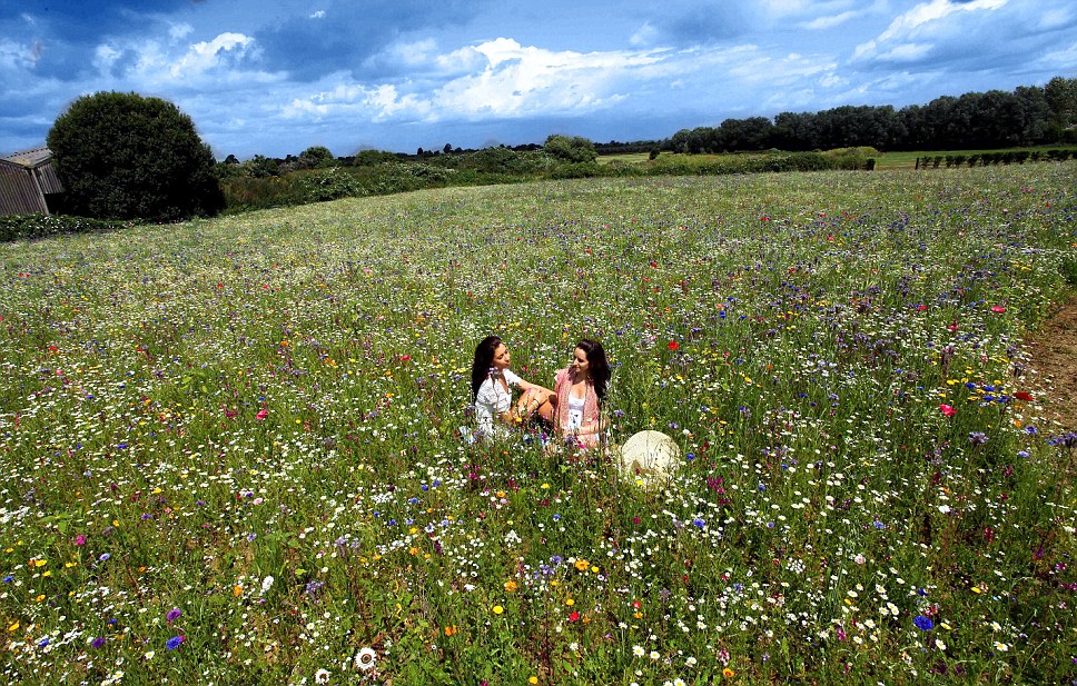 One Couple, 57 Flowers & The Somerset Meadow They Turned Into A Field O...