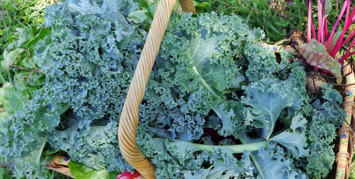 Growing Kale Eco Snippets