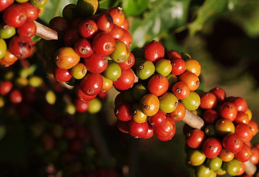 Growing Coffee Beans At Home Eco Snippets