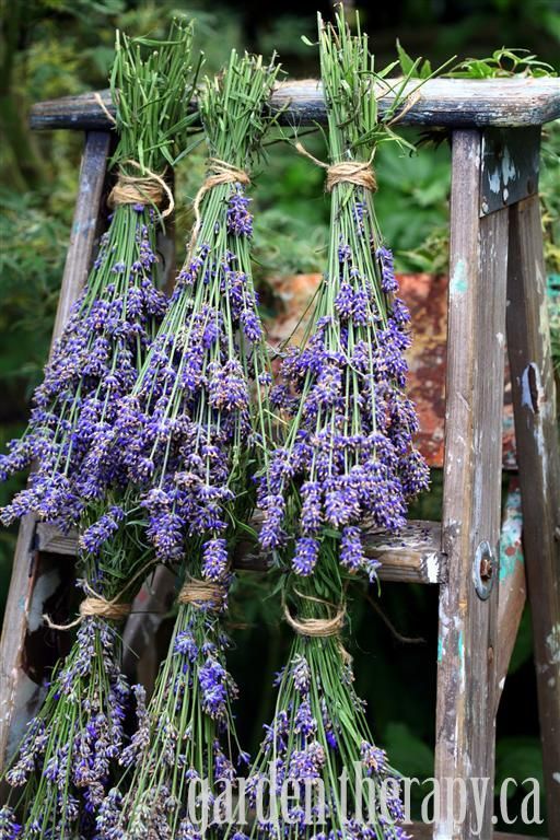 How To Harvest & Dry Lavender Eco Snippets How To Harvest & Dry Lavender Eco Snippets