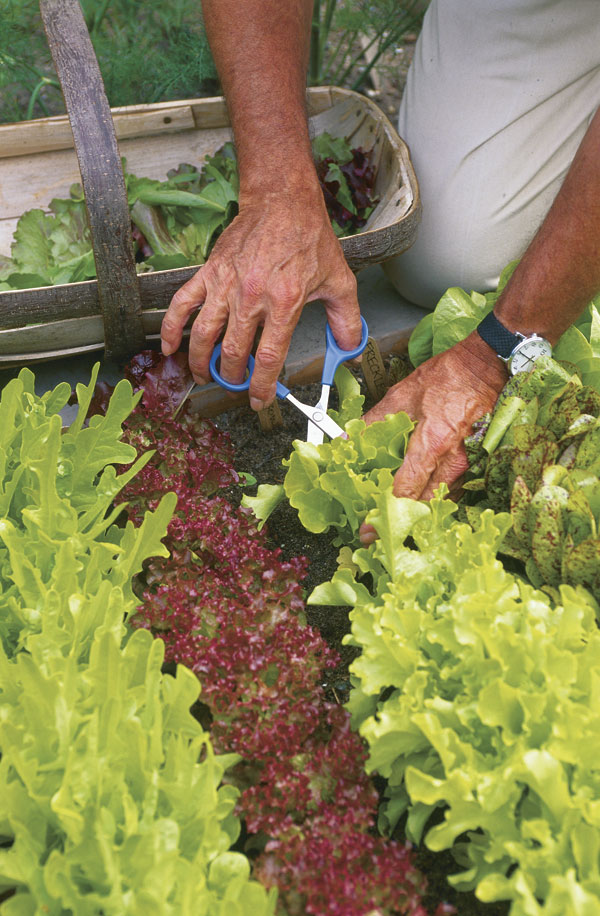 Cut & Come Again Lettuce – Varieties You Can Cut That Grow Back – Eco