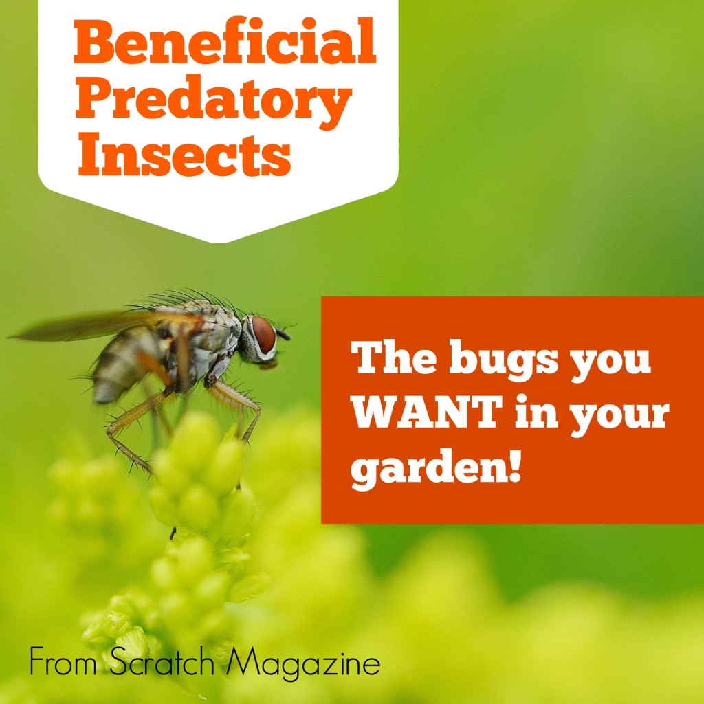 Beneficial Predatory Insects – The Bugs You Want In Your Garden – Eco