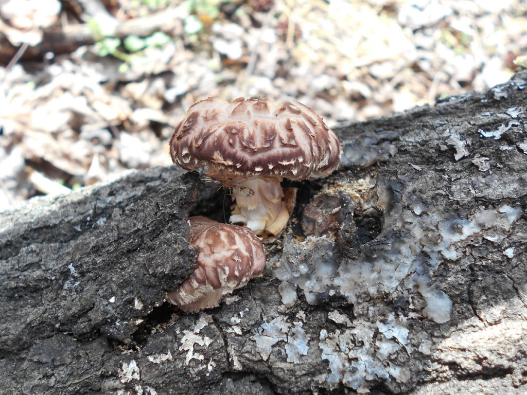 shiitake-mushrooms-24-1024x768.jpg