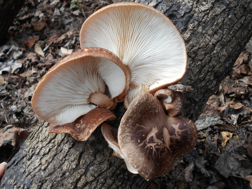 Deliciously Simple Method Of Growing Beautiful Shiitake Mushrooms