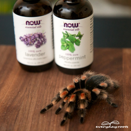How To Keep Spiders Out Of Your House With Essential Oils