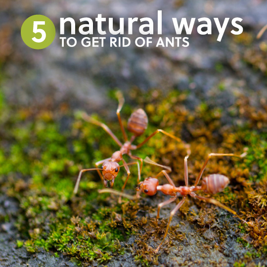 5 Ways To Get Rid Of Ants Naturally Without Killing Them