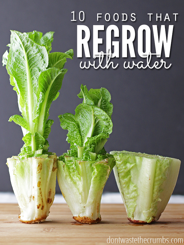 10 Foods That You Can Regrow From Scraps Using Nothing But Water…