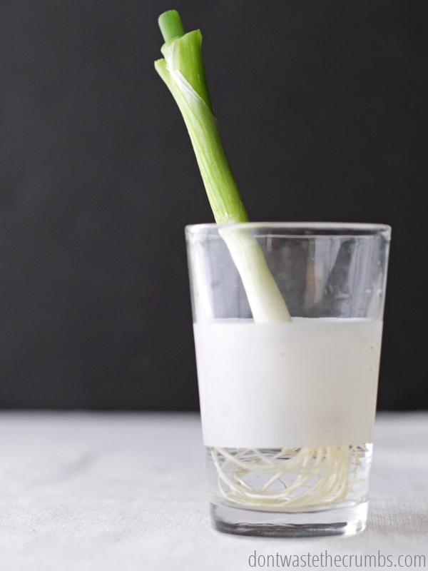 10 Foods That You Can Regrow From Scraps Using Nothing But Water…