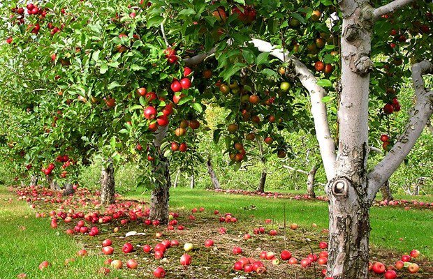 Food Forests Could Bring Healthy Organic Food To Everyone – For Free...