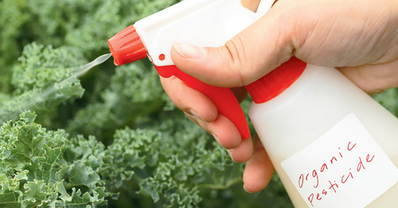 DIY Garden Pest Control Is Easier Than You Think – Organic Recipes Included...