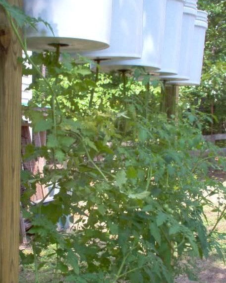 How To Grow Tomatoes Upside Down...