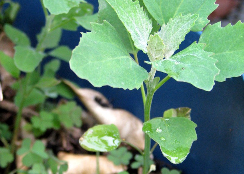 The Five Healthiest Backyard Weeds… Eco Snippets