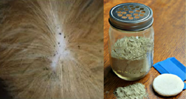 How To Make A Natural & Very Effective Flea & Tick Powder For Your Pets...