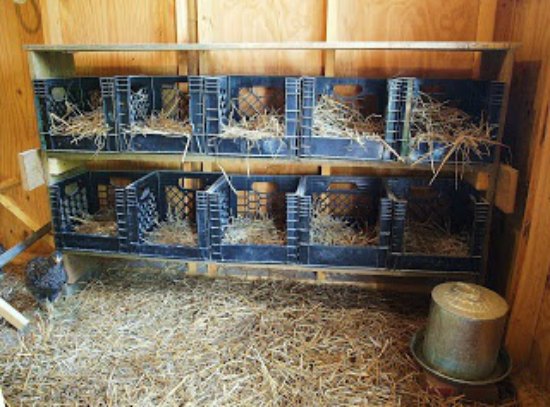 Top 10 Ideas For Chicken Nesting Boxes...