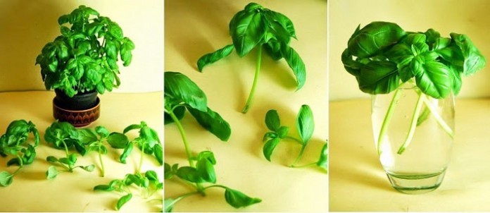 Grow An Infinite Supply Of Herbs In Water With Plant Cuttings You Already Have...