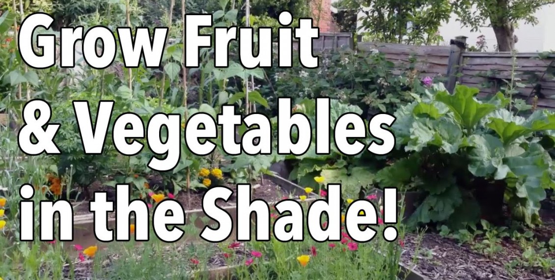 Here’s How To Grow Fruit & Vegetables In The Shade...