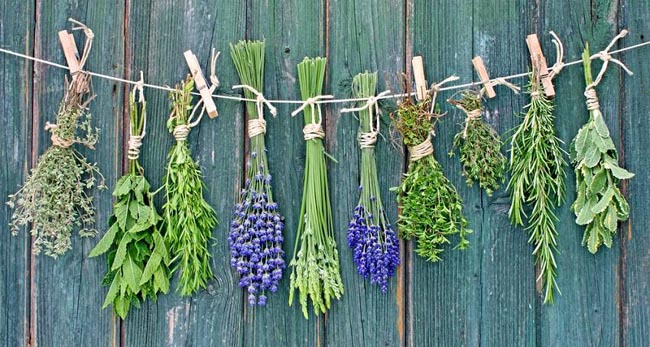 Top 10 Medicinal Plants That You Can Grow Yourself...
