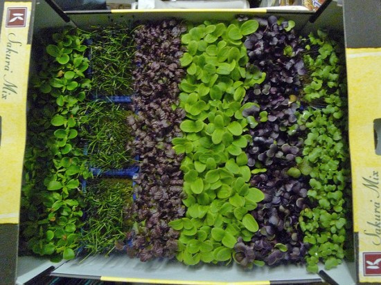 A Beginner’s Guide To Growing Your Own Microgreens...
