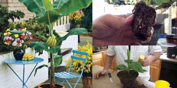 How To Grow A Banana Tree In A Pot...