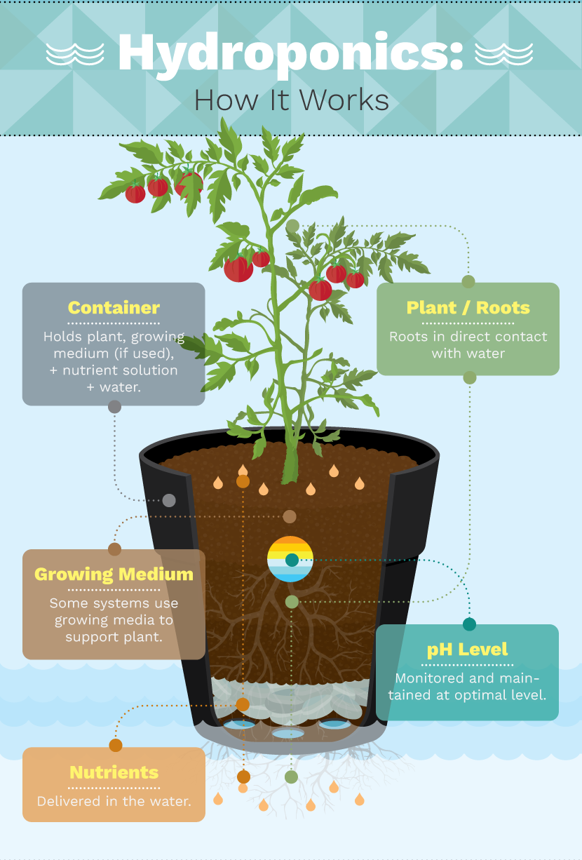 6 Different Hydroponic Gardening Systems For Growing Food… – Eco Snippets