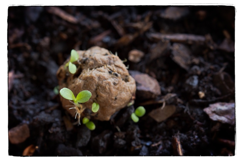 How To Make A Seed Bomb For Guerilla Gardening...