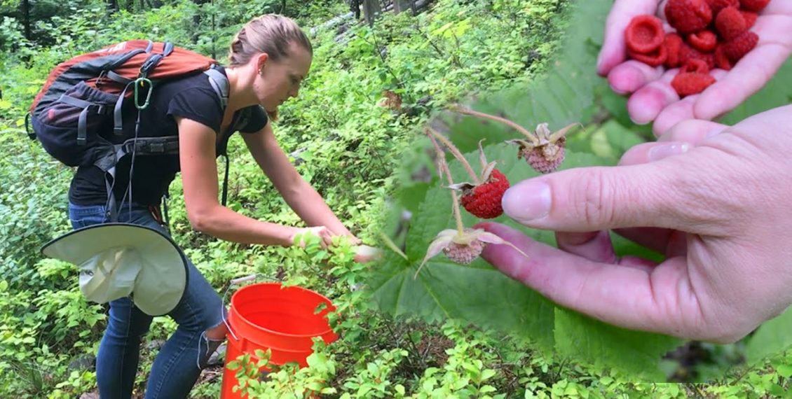 Foraging For Wild Edible Plants & Bartering With Free Forest Food