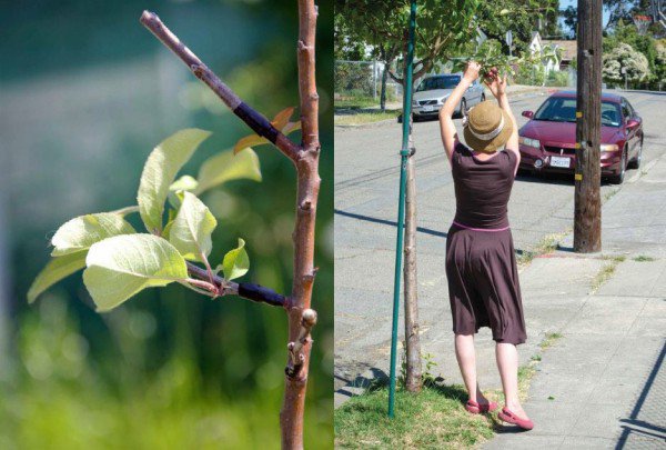 The Guerrilla Grafting Movement – Secretly Grafting Fruit-Bearing Branches Onto Ornamental City Trees...