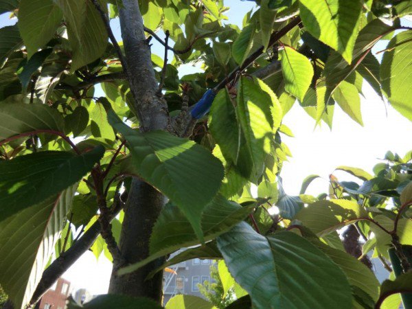 The Guerrilla Grafting Movement – Secretly Grafting Fruit-Bearing Branches Onto Ornamental City Trees...