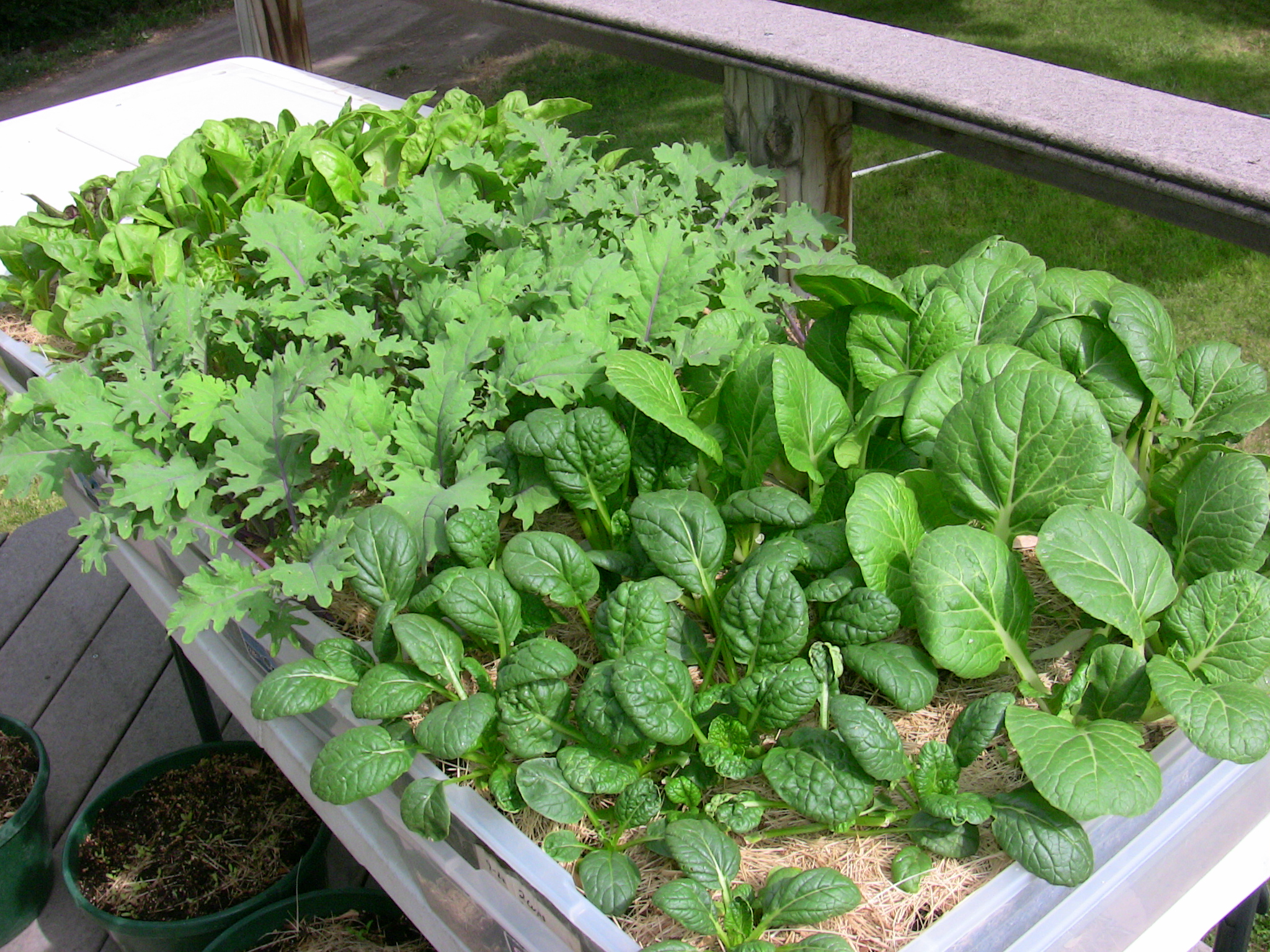 5 Steps To Growing A Successful Apartment Container Garden...