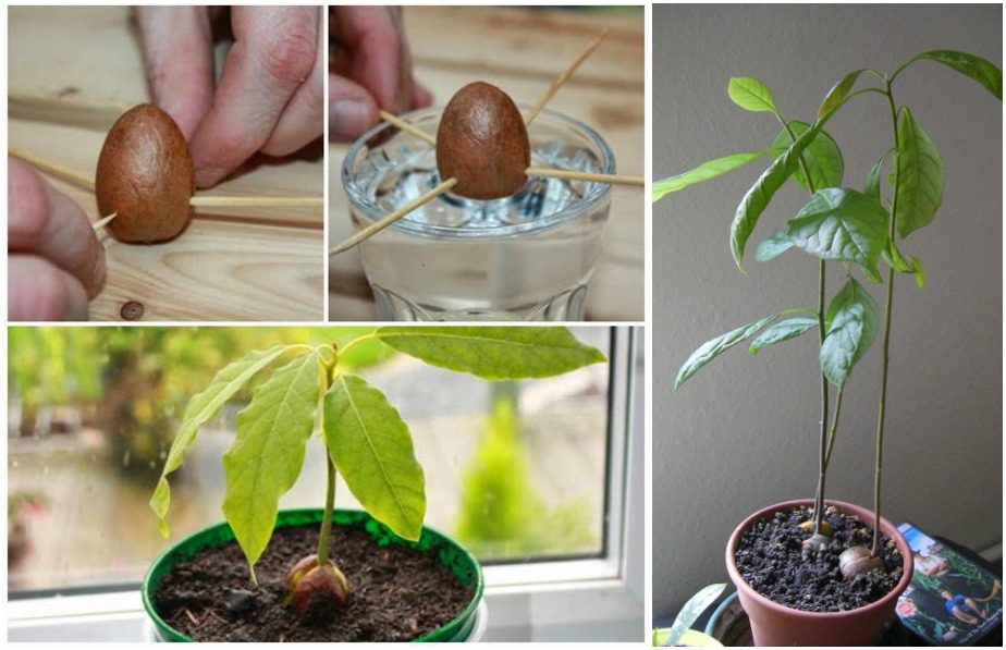 How To Grow An Avocado Plant From Seed Eco Snippets