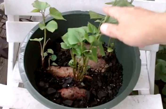 How To Grow 25 Pounds Of Sweet Potatoes In A Bucket...