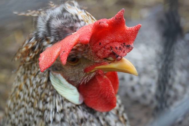 Chickens Are A Lot Smarter Than Most People Think...