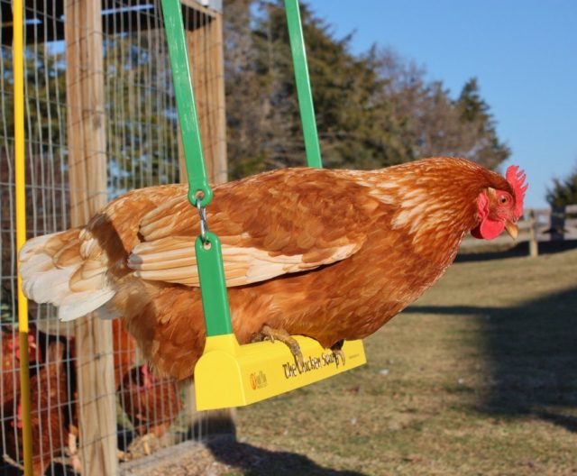 Reduce Boredom & Keep Your Chickens Happy With This Nifty Chicken Swing...