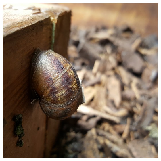 How To Make A 9 Volt Electric Fence To Keep Snails & Slug’s Out Of Your Garden Beds...