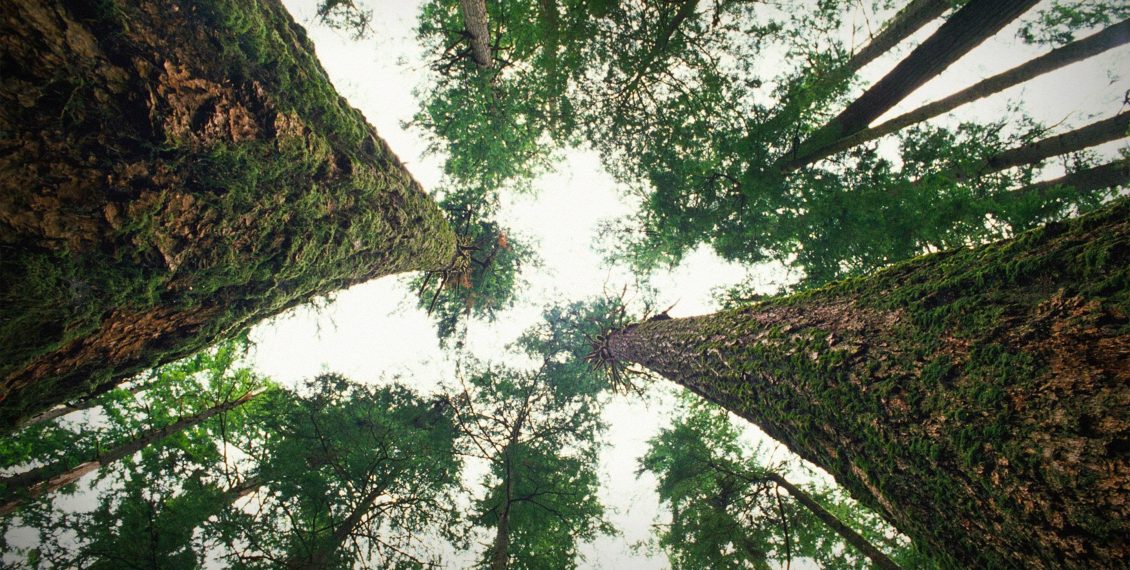 How Trees Talk To Each Other Over Vast Distances...