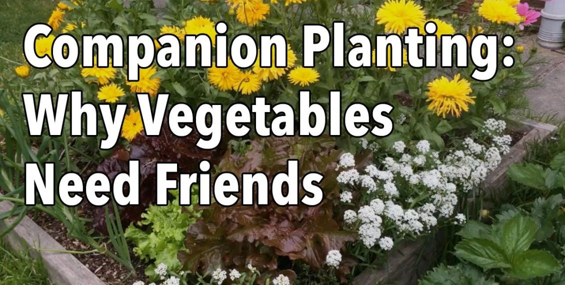 Companion Planting Flowers With Vegetables...