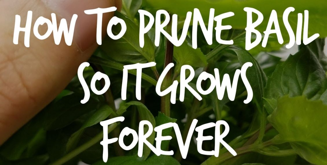 How To Prune Basil So It Grows Forever...