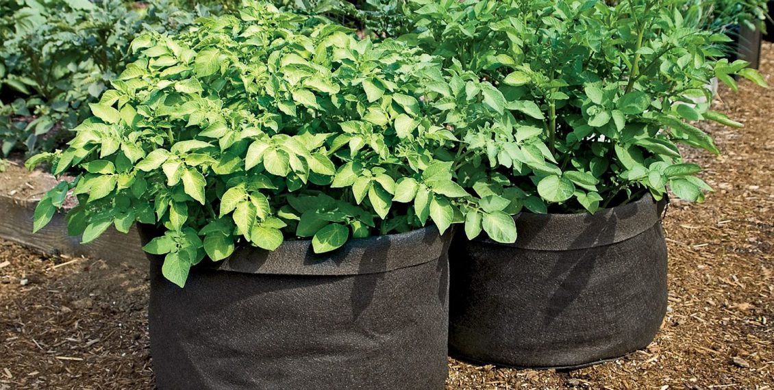 Best Selling Grow Bags & Fabric Plant Pots Reviews… Eco Snippets