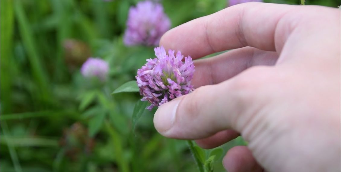 5 Medicinal Plants And Herbs You Can Find In Your Backyard...