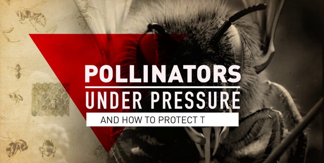 Pollinators Under Pressure...