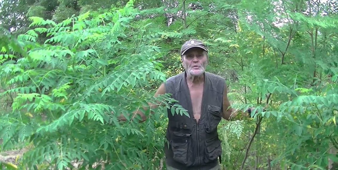 Moringa: Sowing, Growing, Harvesting, Drying The Leaves & Making Dietary Capsules...