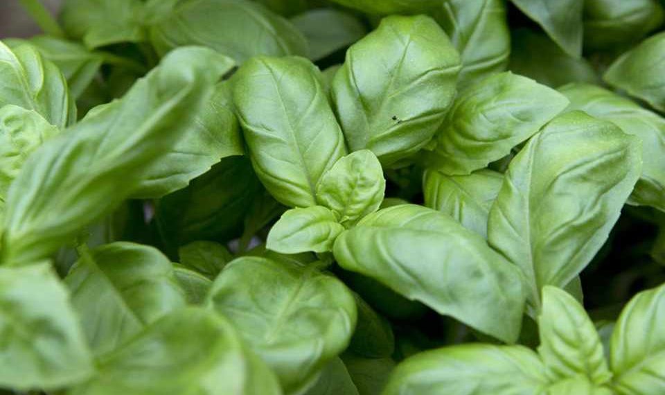 Basil, How To Grow More Than You Can Eat… Eco Snippets
