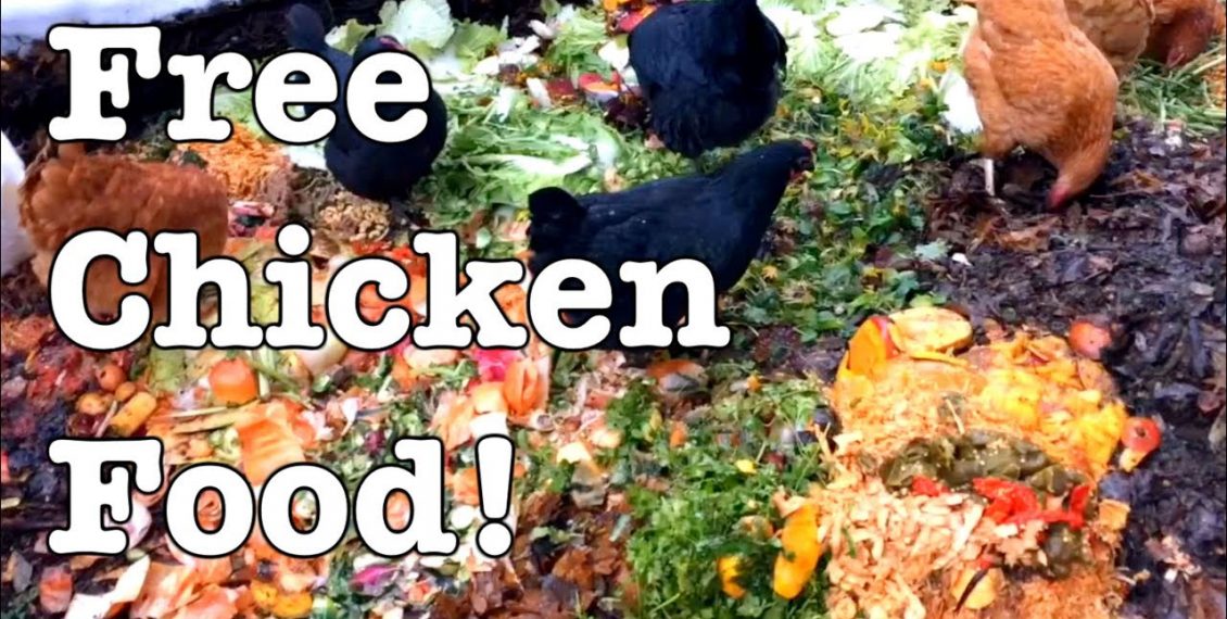 Designing & Refining A Chicken Composting System...