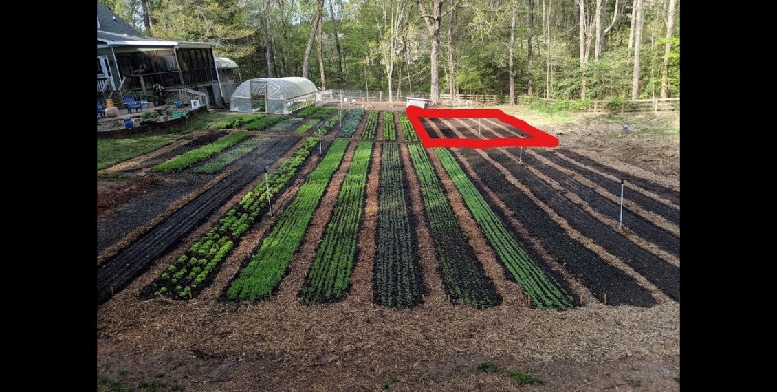 Creating New No Till Garden Beds Using Chickens...